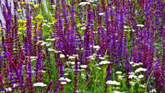 Blumenwiese Staudenzauber